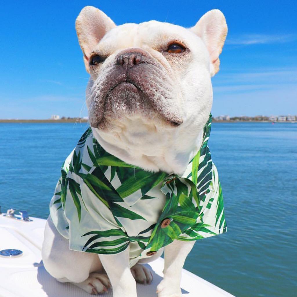 Beach Life French Bulldog Shirt