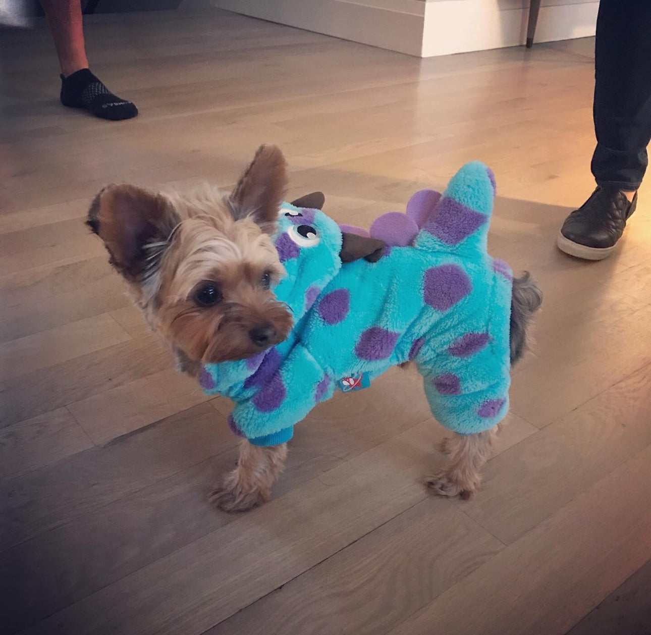 Dinosaur Dog Costume