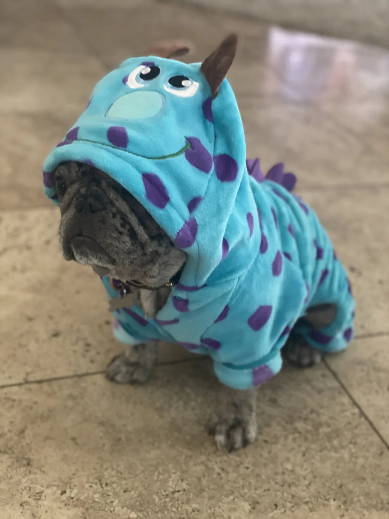 Dinosaur Dog Costume