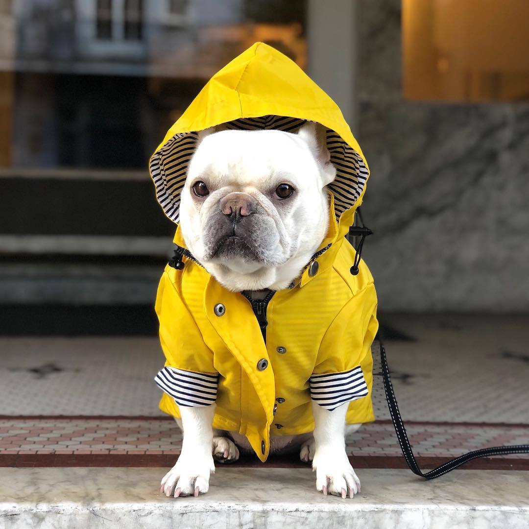 Yellow Frenchie Raincoat